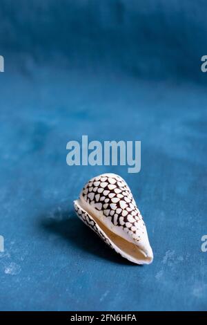 Schwarzer Kegel auf blauem Hintergrund. Conus Marmoreus. Schale Mit Weißem Dreieck. Stockfoto