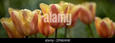 Panorama von Tulpen, Tulipa 'Apricot Foxx', im Frühling Stockfoto