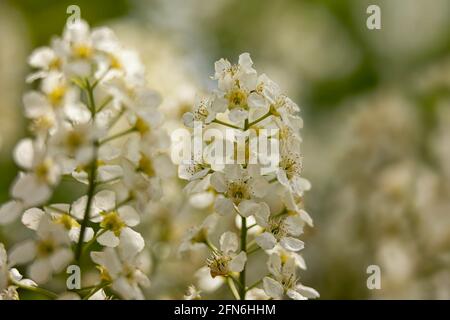 Nahaufnahme der Blumen der Vogelkirsche, Prunus padus 'Watereri', im Frühjahr Stockfoto