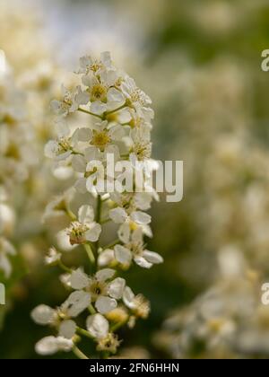 Nahaufnahme der Blumen der Vogelkirsche, Prunus padus 'Watereri', im Frühjahr Stockfoto