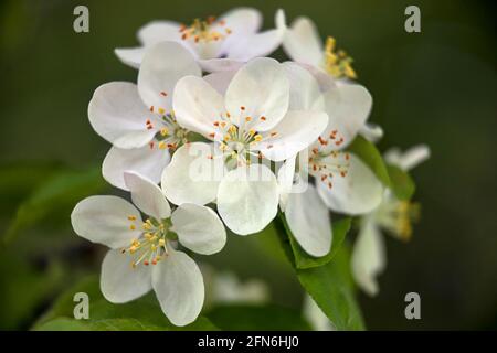 Nahaufnahme der Blüten von Crab Apple, Malus 'Butterball', im Frühjahr Stockfoto
