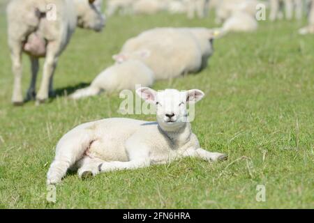 Süßes weißes Schaf Lamm, das im Frühling auf der Wiese liegt Stockfoto