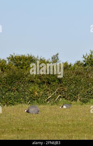 Guinea-Geflügel füttert auf einem offenen Grasfeld Stockfoto