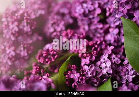 Makro-Bild von Frühling lila violetten Blumen, abstrakt weichen floralen Hintergrund. Stockfoto