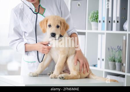 Untersuchung von schönen Hund durch Stethoskop in Tierarztklinik Stockfoto