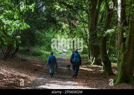 Wanderer auf einem Pfad durch Buchenwälder in der Nähe von Chilgrove, South Downs National Park, West Sussex, England, Großbritannien. MODELL FREIGEGEBEN Stockfoto