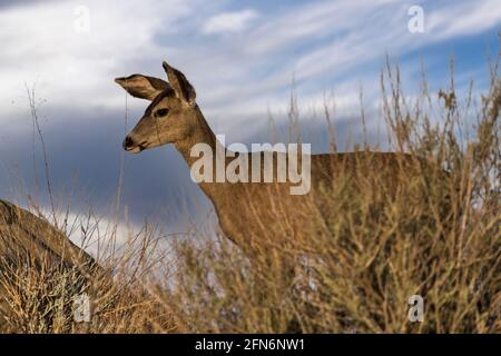 Maultier-Hirsch mit Morgenwolken im Rocky Peak Park in den Santa Susana Mountains in der Nähe von Los Angeles und Simi Valley, Kalifornien. Stockfoto