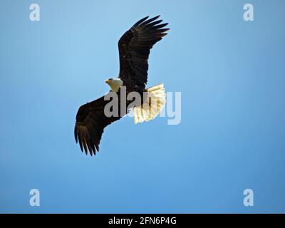 Weißkopfseeadler über Kopf - ein Weißkopfseeadler, der über dem Kopf fliegt, Flügel ausgebreitet, Schwanzfedern ausgebreitet und gegen einen strahlend blauen Himmel. Stockfoto