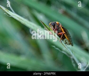 Brut X Cicada (Magicicada) auf grünem Blatt, Alexandria, VA Stockfoto