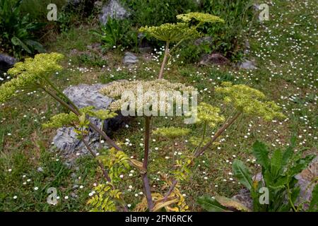 Angelica pachycarpa oder portugiesische oder glänzend blättrige Pflanze mit Blumen Und Samen Stockfoto