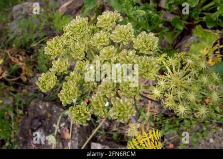 Angelica pachycarpa oder portugiesische oder glänzend blättrige Pflanze mit Blumen Und Saatgut Stockfoto