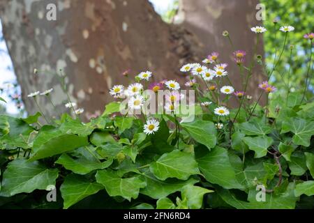 Weiße und rosafarbene spanische Gänseblümchen oder erigeron karvinskianus Blumen auf dem alten Steinzaun von Efeu bedeckt. Stockfoto