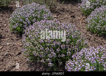 Thymus vulgaris Pflanzen. Thymian-Zierbüsche mit kleinen violetten Blüten. Stockfoto