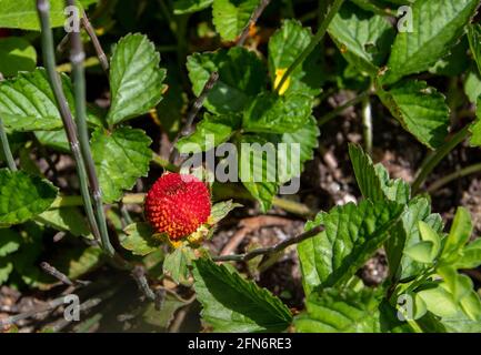 Duchesnea oder potentilla indica oder imitierte oder falsche Erdbeere oder Indische Erdbeere rote reife Früchte Stockfoto