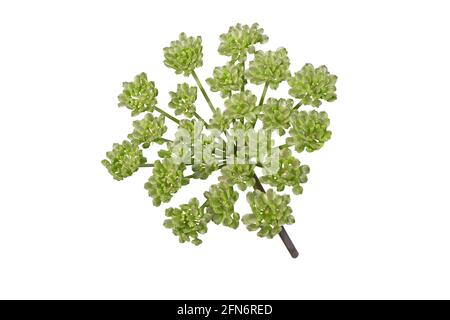 Angelica pachycarpa oder portugiesische oder glänzend blättrige Dolde isoliert auf Weiß Stockfoto