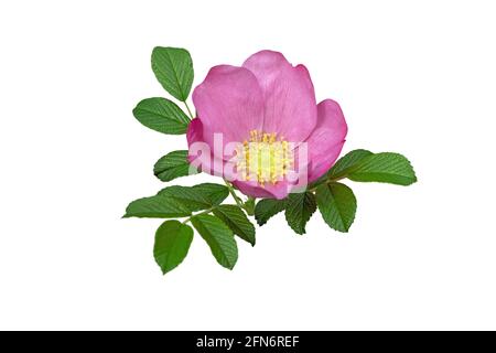 Rosa Rugosa mit zerknittert auf weiß isolierten Blättern. Zweig der wilden Rose Stockfoto