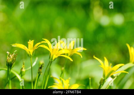 Gelbe kleine Blüten auf einem Hintergrund von verschwommenem Gras im Sommer. Stockfoto
