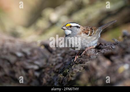 Ein Weißkehlspatzen steht auf einem Baumstamm, während er im Ashbridges Bay Park in Toronto, Ontario, nach einer Mahlzeit buhlt. Stockfoto