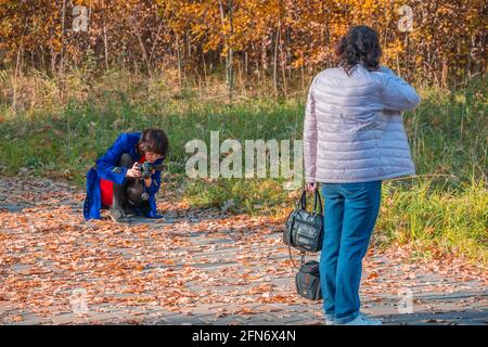 Kazan, Russland - 03. Oktober 2020: Eine junge Frau in blauem Mantel fotografiert an einem sonnigen Tag auf den Pfaden eines Herbstparks gefallene Herbstblätter Stockfoto