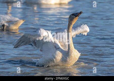 Ein einzelner arktischer weißer Tundra-Trompeter-Schwan, der während der Migration auf offenem, kaltem Wasser Flügel flatternd gesehen wurde. Stockfoto