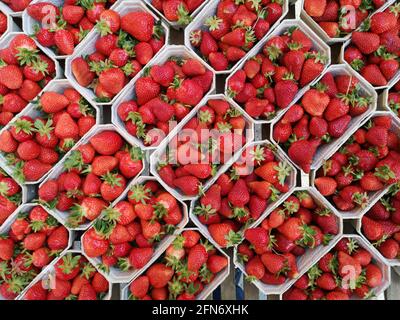 Draufsicht köstliche Erdbeeren in Plastikbehältern angeordnet Stockfoto