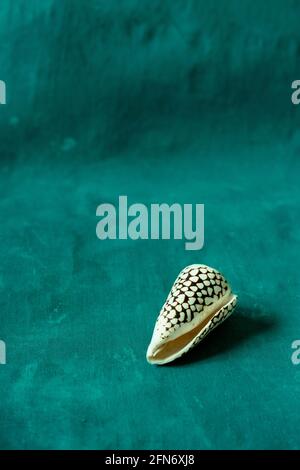 Schwarzer Kegel auf blauem Hintergrund. Conus Marmoreus. Schale Mit Weißem Dreieck. Stockfoto