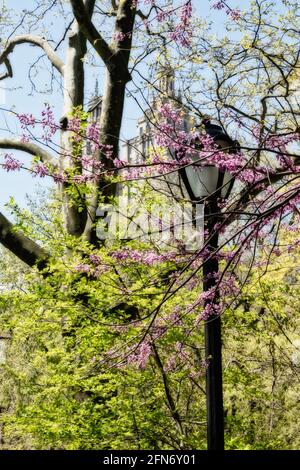 Strassenleuchte im Central Park im Frühjahr Bäume, NYC, USA Stockfoto