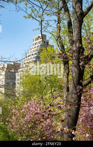 Kwanzan Cherry Trees verleihen dem Cental Park im Frühling, NYC, USA, eine wundervolle Farbe in leuchtendem Pink Stockfoto