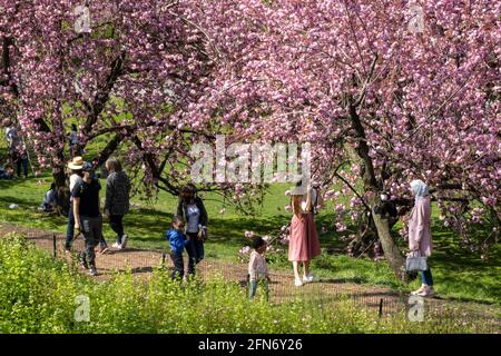 Kwanzan Cherry Trees verleihen dem Cental Park im Frühling, NYC, USA, eine wundervolle Farbe in leuchtendem Pink Stockfoto