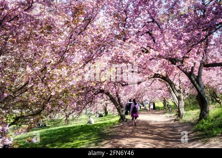 Kwanzan Cherry Trees verleihen dem Cental Park im Frühling, NYC, USA, eine wundervolle Farbe in leuchtendem Pink Stockfoto