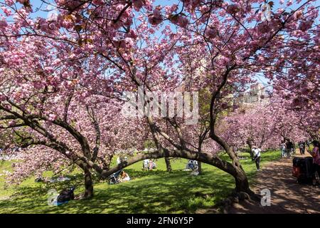 Kwanzan Cherry Trees verleihen dem Cental Park im Frühling, NYC, USA, eine wundervolle Farbe in leuchtendem Pink Stockfoto