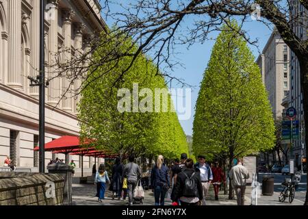 Die Londoner Platanen sind im Frühling vor dem Metropolitan Museum of Art in New York City, USA, hellgrün Stockfoto