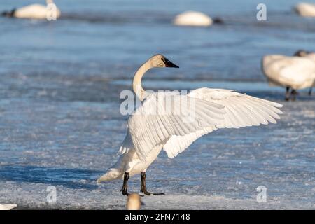 Ein arktischer Tundra-Trompeter-Schwan mit Flügeln, die im Frühjahr, April, auf einem teilweise gefrorenen Flusseis flattern und sich ausbreiten. Wildes Tier. Stockfoto