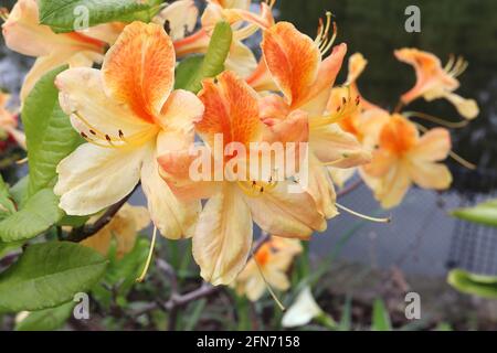 Azalea / Rhododendron ‘Golden Flare’ Gelbe trichterförmige Blüten mit orangefarbenem Fleck, Mai, England, UK Stockfoto