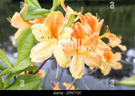 Azalea / Rhododendron ‘Golden Flare’ Gelbe trichterförmige Blüten mit orangefarbenem Fleck, Mai, England, UK Stockfoto