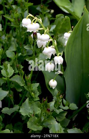 Convallaris majalis Maiglöckchen – weiße glockenförmige, hängende Blüten mit sehr breiten elliptischen Blättern, Mai, England, Großbritannien Stockfoto