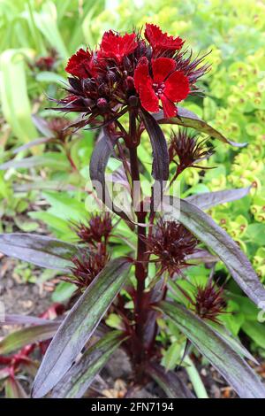 Dianthus barbatus ‘Sooty’ Sweet William Sooty – blutrote Blüten mit dunkelgrünen, schwarzen, lanzenförmigen Blättern May, England, UK Stockfoto