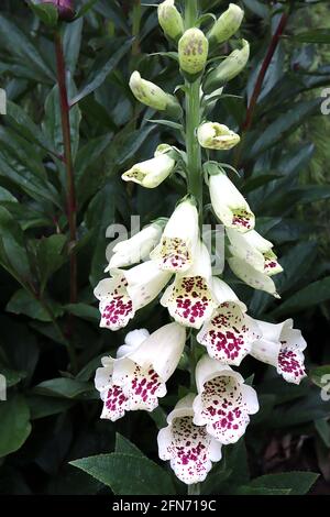 Digitalis purpurea Dalmatian White Foxglove Dalmatian White – lange röhrenförmige weiße Blüten mit violetten Flecken, Mai, England, UK Stockfoto