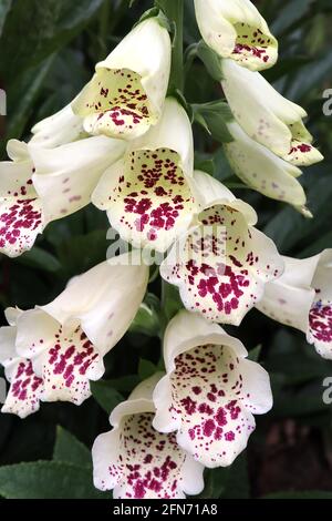 Digitalis purpurea Dalmatian White Foxglove Dalmatian White – lange röhrenförmige weiße Blüten mit violetten Flecken, Mai, England, UK Stockfoto