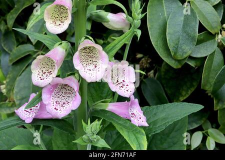 Digitalis purpurea Camelot Lavender Foxglove Camelot Lavender - lange röhrenförmige Lavendelblüten mit violetten Flecken, Mai, England, UK Stockfoto