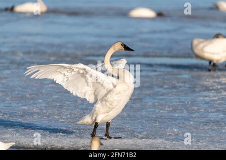 Ein arktischer Tundra-Trompeter-Schwan mit Flügeln, die im Frühjahr, April, auf einem teilweise gefrorenen Flusseis flattern und sich ausbreiten. Wildes Tier. Stockfoto