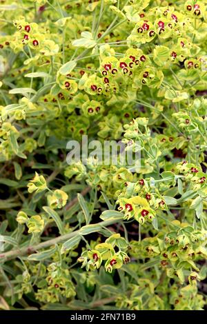 ‘Tasmanischer Tiger’ Spurge Tasmanischer Tiger – cremig gelbe Blüten und bunte, lanzförmige Blätter, Mai, England, Großbritannien Stockfoto