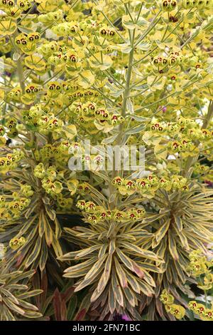 ‘Tasmanischer Tiger’ Spurge Tasmanischer Tiger – cremig gelbe Blüten und bunte, lanzförmige Blätter, Mai, England, Großbritannien Stockfoto