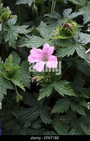 Geranium x oxonianum ‘Wargrave Pink’ Cranesbill Wargrave Pink – Schattierungen von blassrosa bis mittelrosa Blüten mit schwachen dunklen Adern, Mai, England, Großbritannien Stockfoto