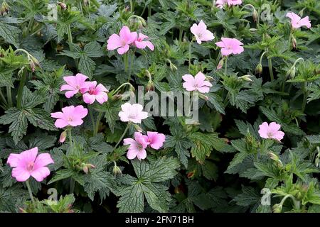 Geranium x oxonianum ‘Wargrave Pink’ Cranesbill Wargrave Pink – Schattierungen von blassrosa bis mittelrosa Blüten mit schwachen dunklen Adern, Mai, England, Großbritannien Stockfoto