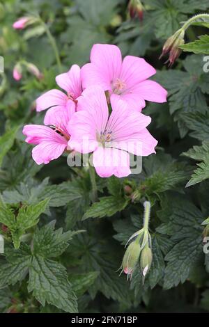 Geranium x oxonianum ‘Wargrave Pink’ Cranesbill Wargrave Pink – Schattierungen von blassrosa bis mittelrosa Blüten mit schwachen dunklen Adern, Mai, England, Großbritannien Stockfoto