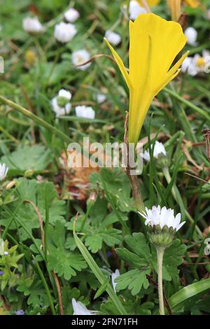 Narcissus bulbocodium Division 13 Botanischer Name Blütenblatt (Blütenblatt) Narzissen – kleine gelbe Narzissen mit winzigen Blütenblättern und großen Trompeten, Mai, England, Stockfoto