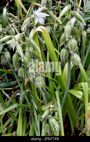 Ornithogalum umbellatum Garden Star-of-Bethlehem – lockere Blütenspitzen weißer Blüten mit grünen Blütenblattrücken, Mai, England, Großbritannien Stockfoto