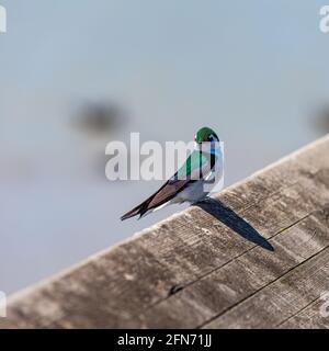 Common House Martin auf einem Holzgeländer in Steveston British Columbia Kanada Stockfoto