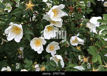 Rosa moschata (Ra) Moschusrose – stark duftende, einzelne weiße Blüten und gezackte, dunkelgrüne Blätter, Mai, England, Großbritannien Stockfoto